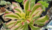 Еониум (Aeonium arboreum 청법사금)