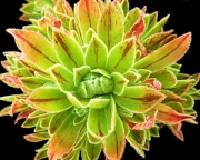 Еониум (AEONIUM BARBATUM)