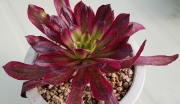 Еониум (Aeonium canariense 에오니움 마리드금)