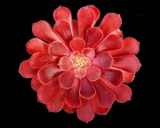 Еониум (AEONIUM COPPER KETTLE)