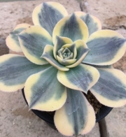 Еониум (Aeonium cv. Sun Burst)