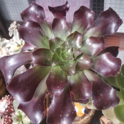 Еониум (AEONIUM CYCLOPS)