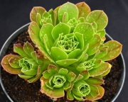Еониум (AEONIUM EMERALD FLAME)