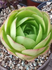 Еониум (Aeonium glandulosum Sao Vicente Madeira)