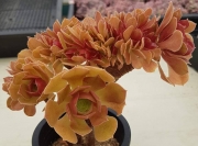 Еониум (Aeonium Halloween cristata)