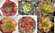 Еониум (Aeonium haworthii variegata)