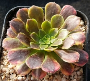 Еониум (Aeonium hybrid Fiesta, 페스티발)