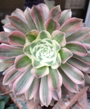Еониум (Aeonium Luteovariegatum)
