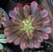 Еониум (Aeonium Mardi gras)