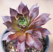 Еониум (AEONIUM PHOENIX FLAME)