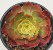 Еониум (AEONIUM PYGMEAE)