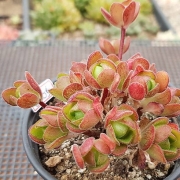 Еониум (Aeonium saundersii)