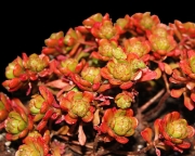 Еониум (AEONIUM SEDIFOLIUM)