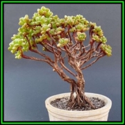 Еониум (AEONIUM SEDIFOLIUM)