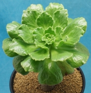 Еониум (Aeonium smithii, アエオニウム スミシ)