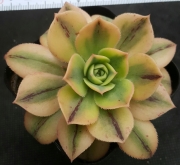 Еониум (Aeonium sp)