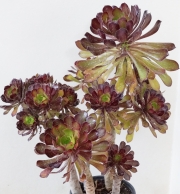 Еониум (Аеonium sp. Aeonium valverdense)