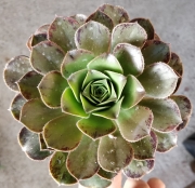 ЕОНИУМ (AEONIUM SP)