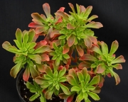 Еониум (AEONIUM SPATHULATUM)