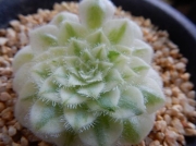 Еониум (Aeonium tabuliforme variegated dwarf form)