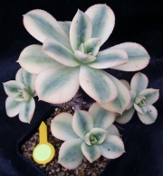 Еониум (Aeonium, 스타버스트)