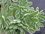 Еониум Балерина (Aeonium goochiae Ballerina Variegated)