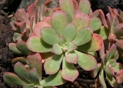 Еониум Горгонеум (AEONIUM GORGONEUM)