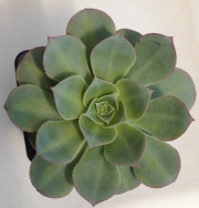 Еониум Лимон и лайм (AEONIUM LEMON AND LIME)