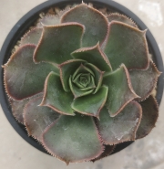 Еониум сп (Aeonium sp)