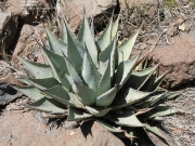 Агаве Парис (Agave parryi couesii Parrys Agave)