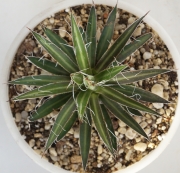 Агаве (Agave multifilifera)