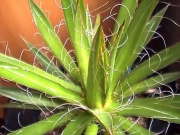 Агаве (Agave parviflora)