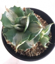 Агаве (Agave potatorum cv. Ouhi-raijin Medio Picta alba)