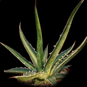 Агаве диформис (Agave difformis)
