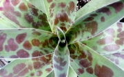 Агаве мачо моча (Agave macho mocha)