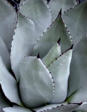 Агаве, семена (Agave parryi Parrys Agave)