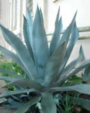 Агаве, столетник малко (Agave)