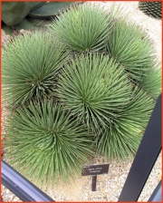 Агаве стрикта (Agave stricta)