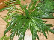 Аглаоморфа (Aglaomorpha)