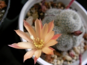 Айлостера (Aylostera heliosa var. albiflora)
