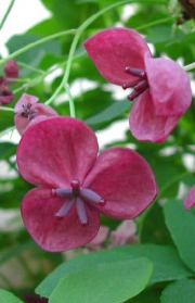 Акебия, шоколадова лоза, семена (Akebia quinata, Chocolate Vine)