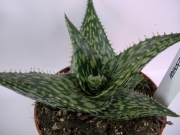 Алое (Aloe C. V. HENNIGI)