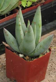 Алое (Aloe Falcata)