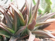 Алое, Алворхия (Aloe studnerii, Alworthia Black Gem, walmsleys bronze)