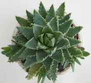 Алое бревифолия (Aloe brevifolia)