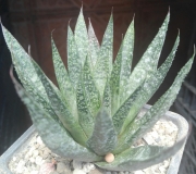 Алое, Гастералое (Aloe, Gasteraloe)