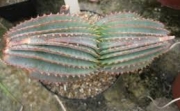 Алое супрафолиата (Аloe suprafoliata)