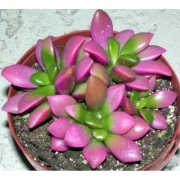 Анакампсерос (Anacampseros rufescens)