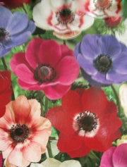Анемоне, микс (Anemone mixed)