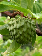 Анона черимоя, черимола ,семена (Annona cherimola, Cherimoya)